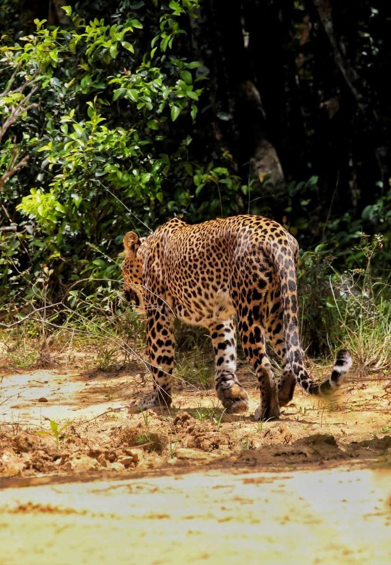 Wildlife Safari