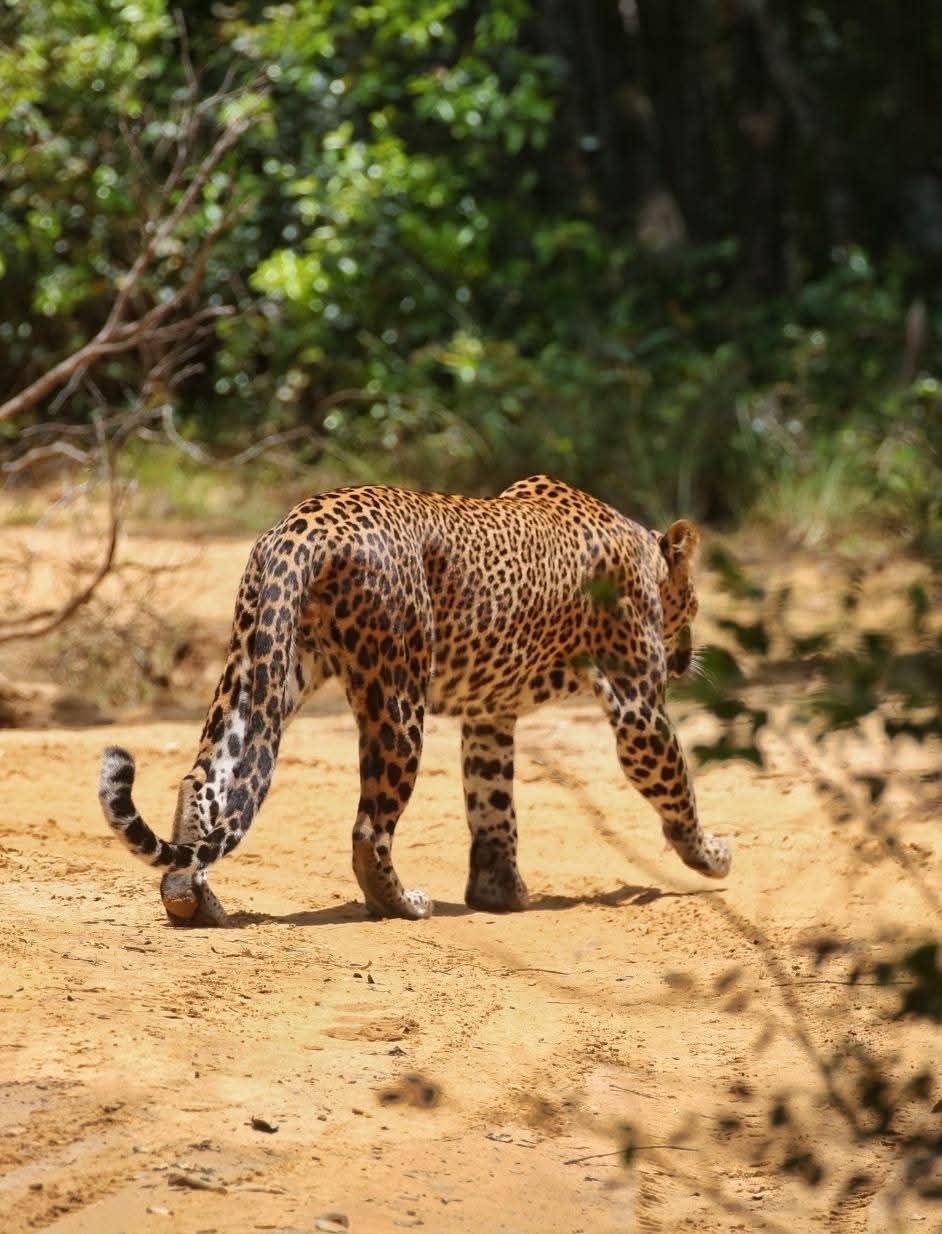 Wildlife Safari