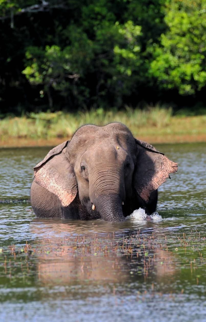 Wildlife Safari
