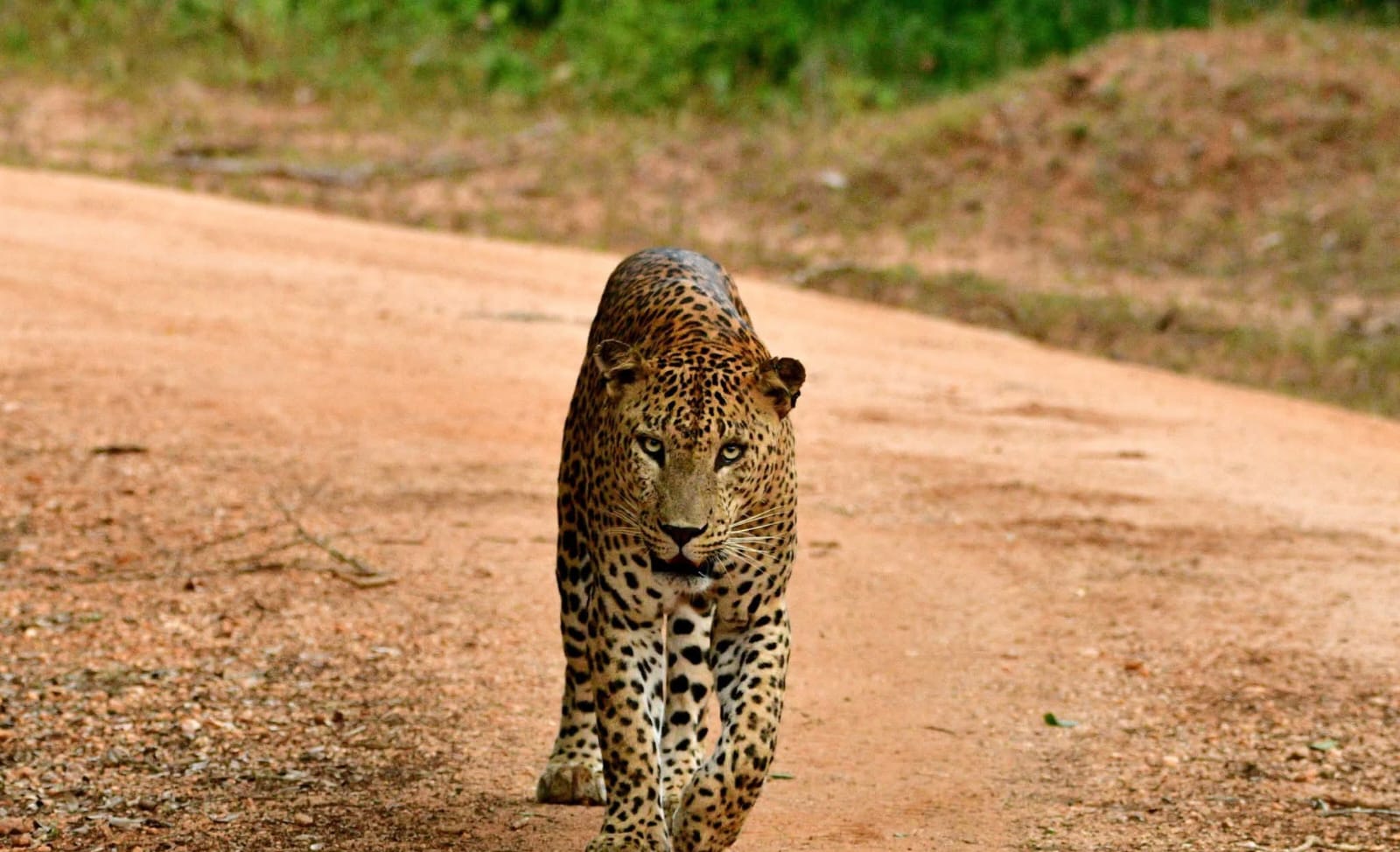Wildlife Safari