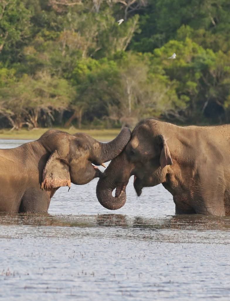 Wildlife Safari