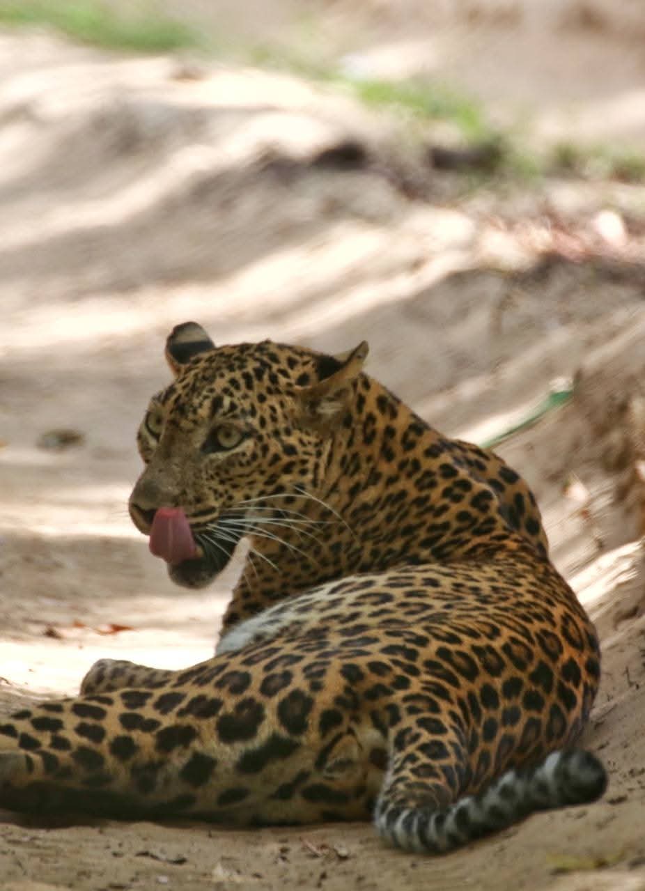 Wildlife Safari